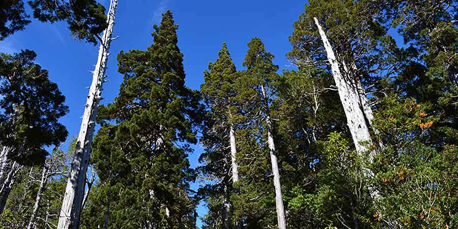 No son lo mismo: las diferencias entre bosques y plantaciones forestales