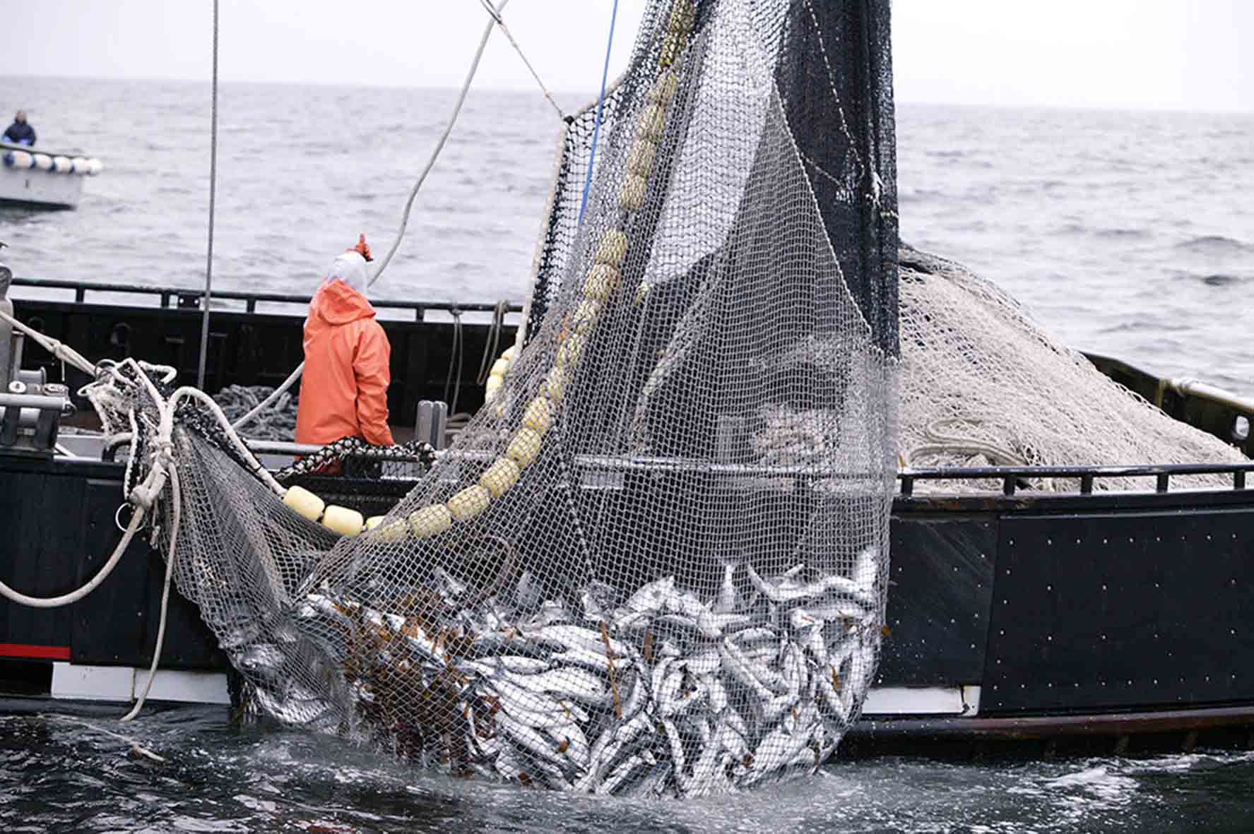 Как называется рыбная ловля. Добыча рыбы. Морское рыболовство. Вылов рыбы. Промысел рыбы.