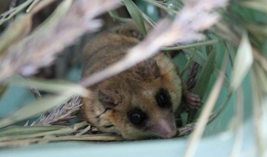 10 Monitos Del Monte Son Liberados Por El Sag En Bosque Nativo