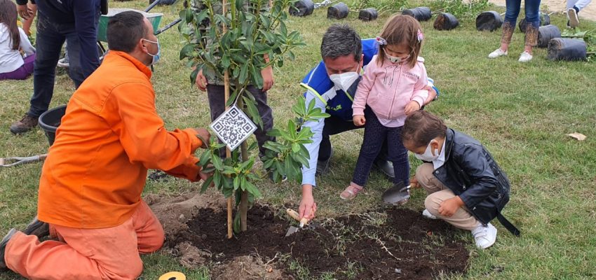 Iniciativa “Conce plantando vida” plantará 10 mil árboles en la capital  regional
