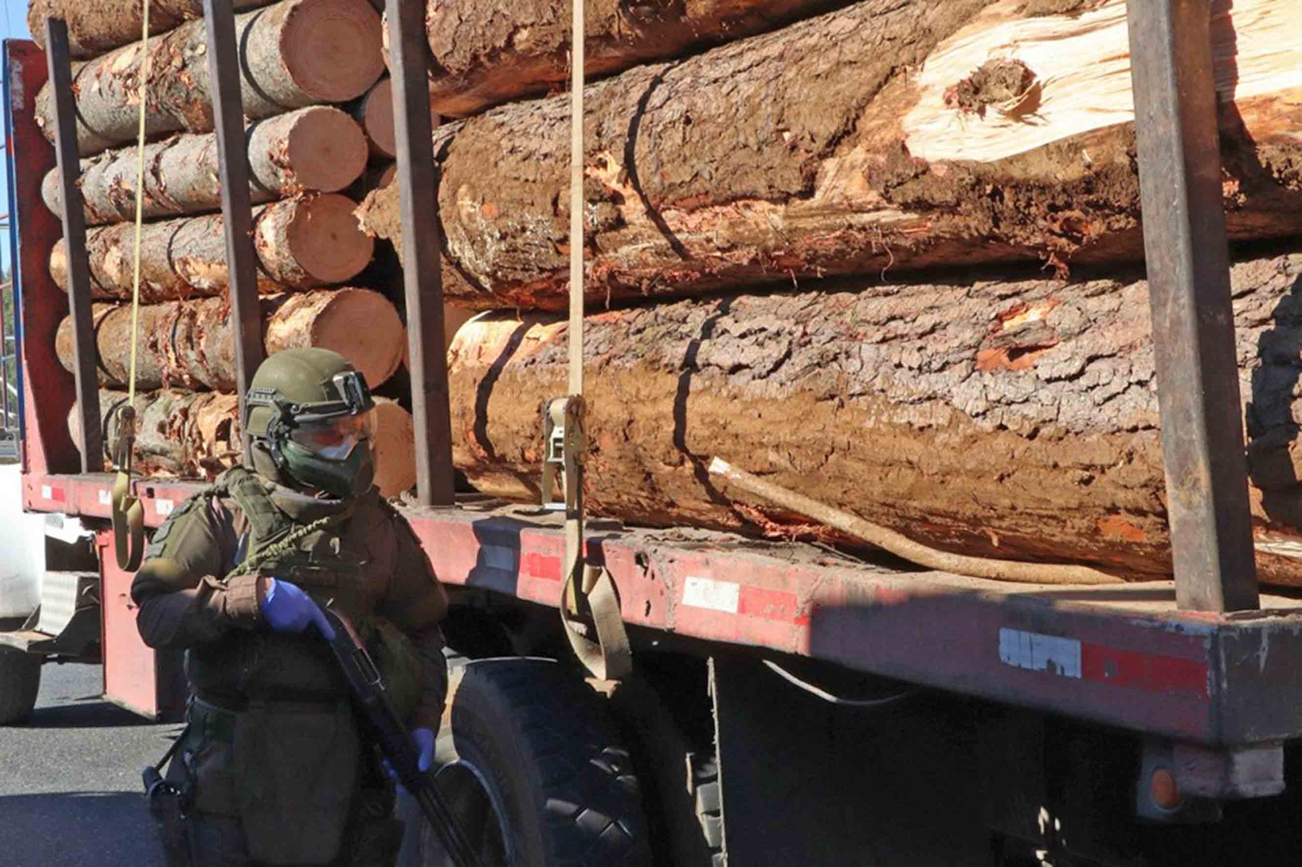 Siete Personas Son Detenidas Por Sustraer Madera En Arauco