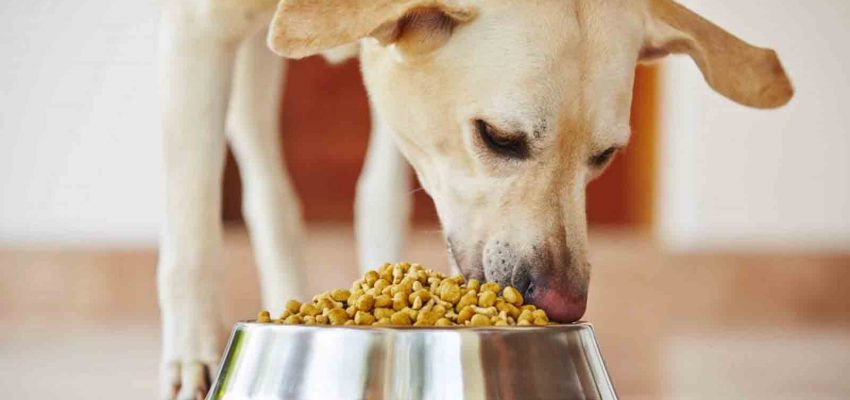 Treinta A tiempo Monasterio Hasta en un 100% aumentó la entrega de alimentos para mascotas a domicilio
