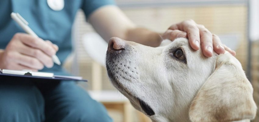 pueden los humanos contraer brucelosis canina