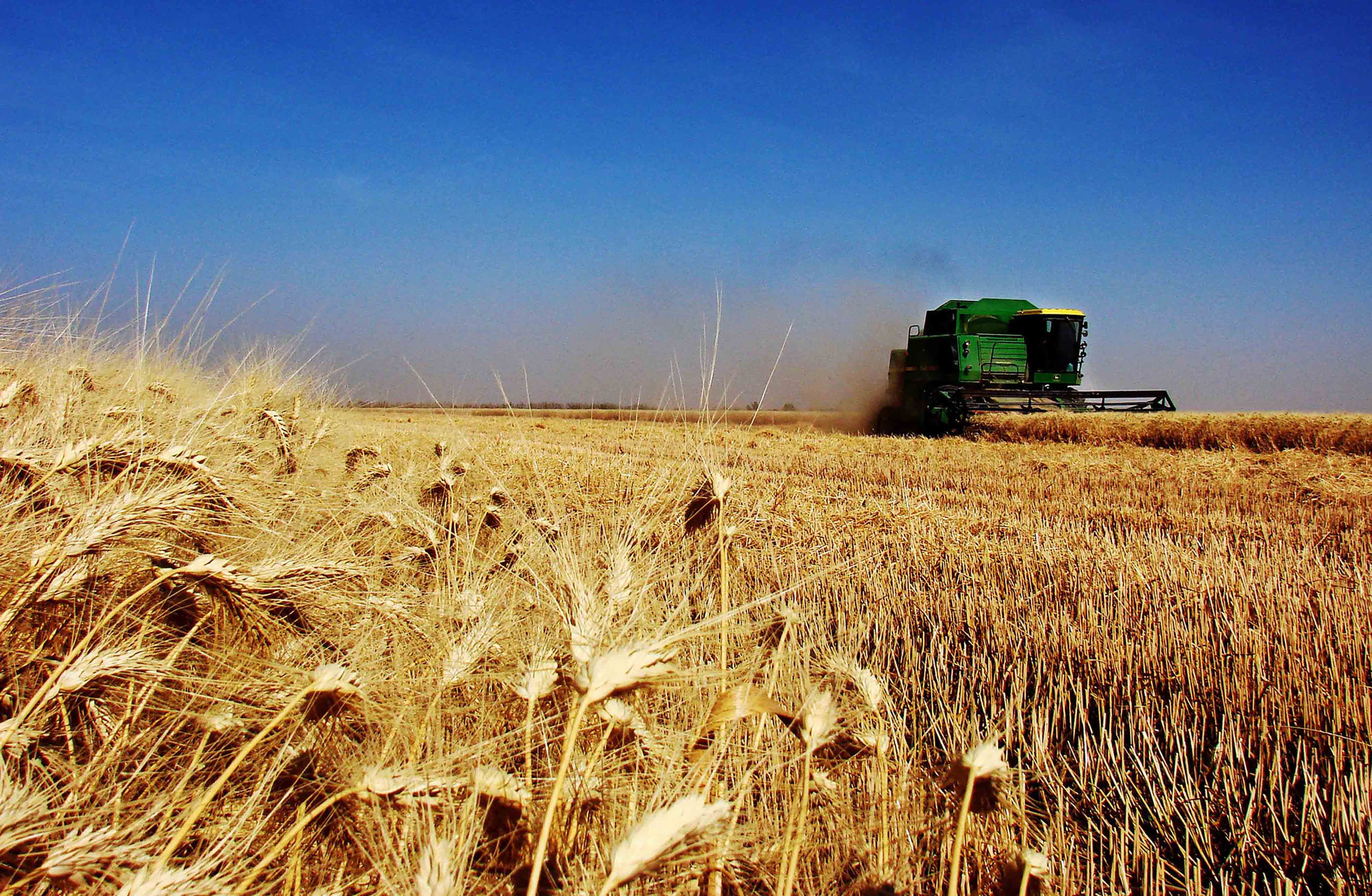 En un 26% aumentó la superficie para siembra de trigo en el Biobío