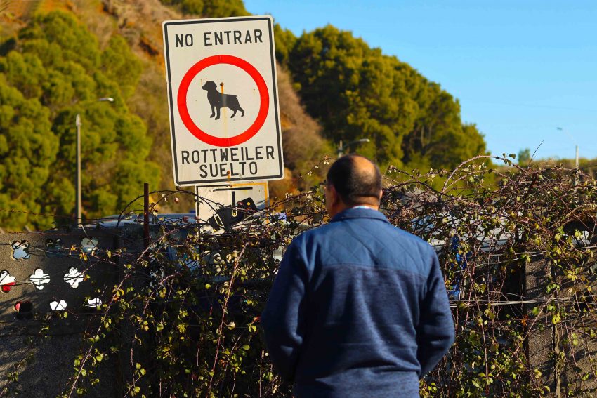 Perro Rol Llaman a asumir el rol en Tenencia Responsable de Mascotas tras ataque ...