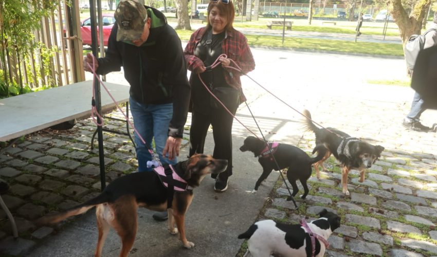 Videos y fotos: vacunan perros en Concepción por el Día Mundial de la ...