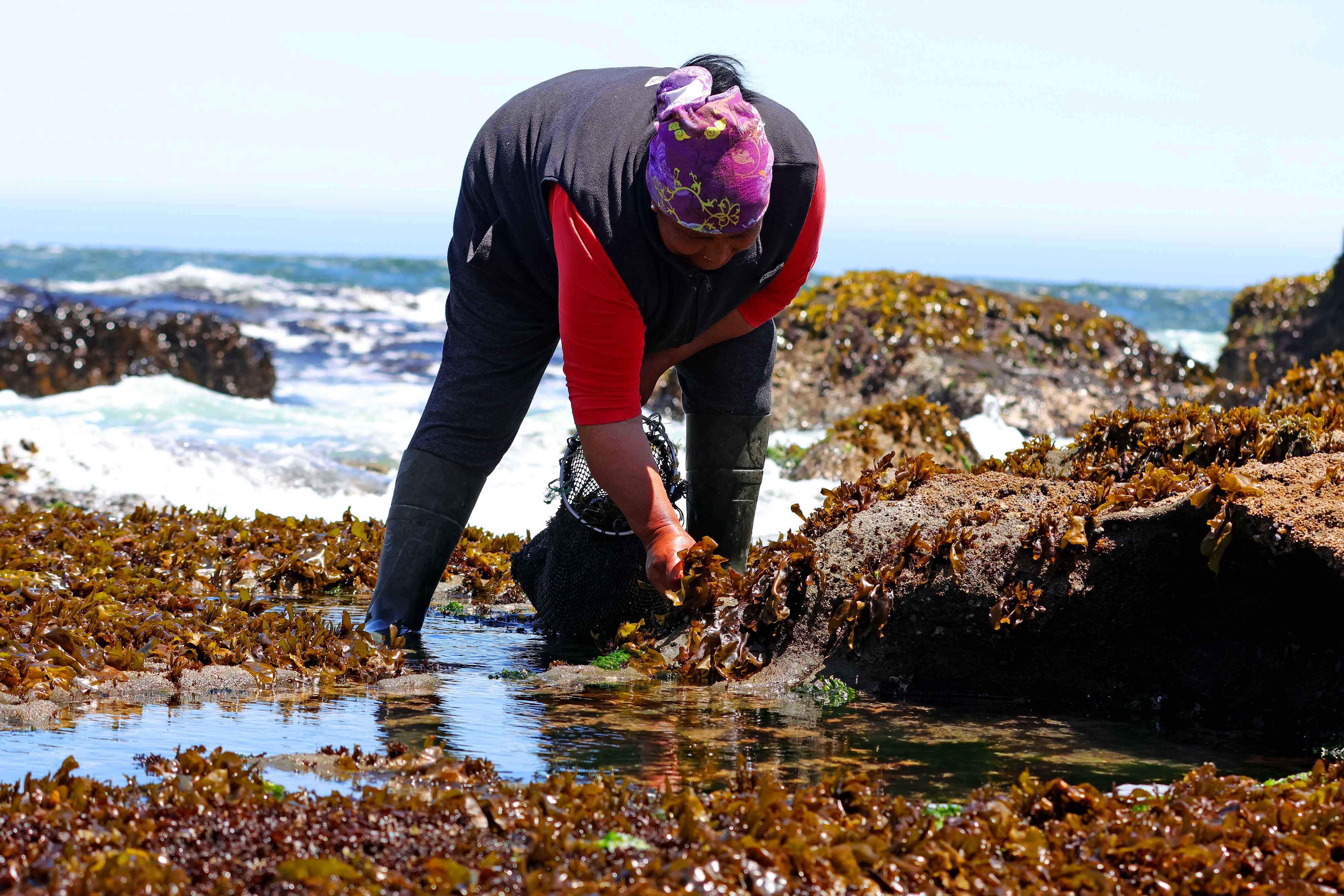 Alguera Lafkenche reivindica a sus ancestros con respeto al curso natural de los productos marinos – Diario Concepción