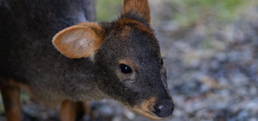 Aumentan hallazgos de fauna silvestre lesionada
