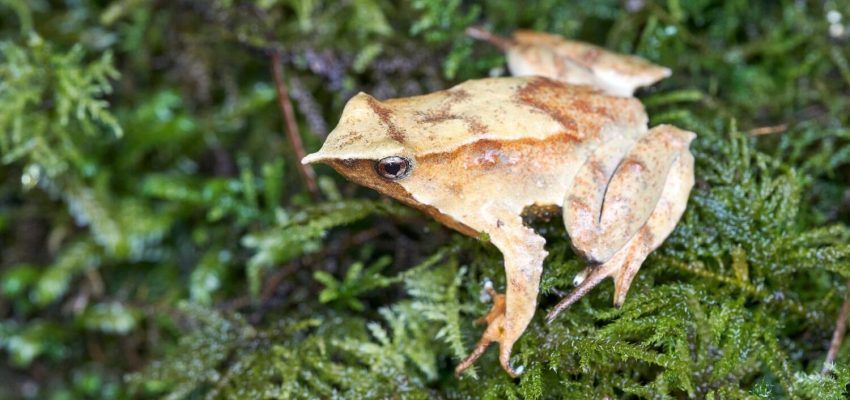 Definen organismos que implementarán plan para proteger a la ranita de Darwin