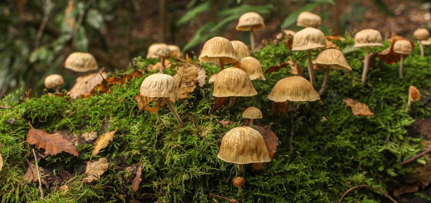 Hongos, ciencia y cultura: llega el otoño y trae devuelta el Festival Fungi a Concepción