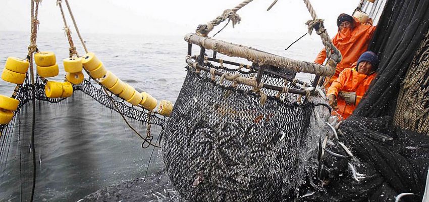 La anchoveta registra recuperación sostenida luego de casi una década de baja biomasa