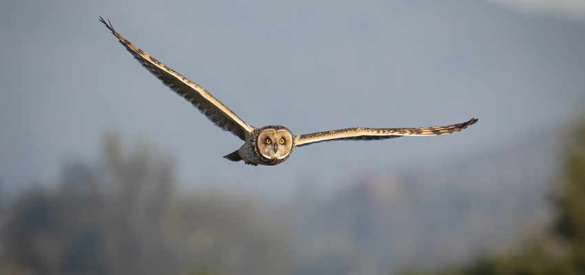 De Talcahuano al jurado internacional: fotógrafa de aves evaluará trabajos en importante certamen