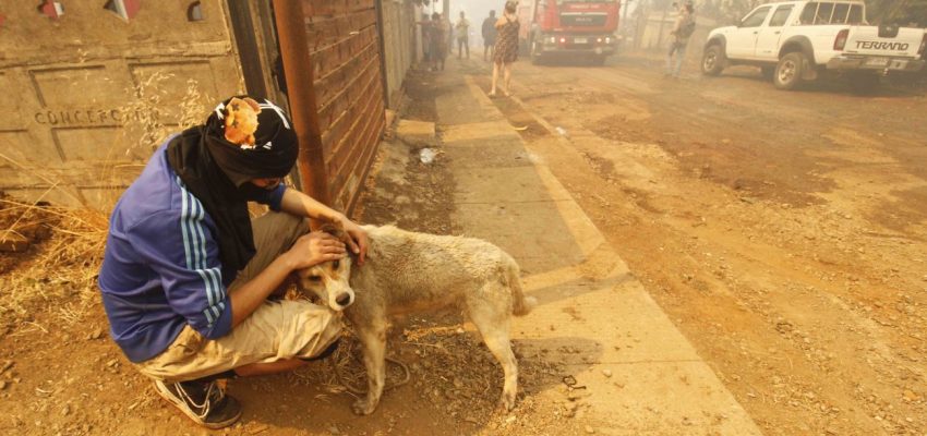 Las mascotas también cuentan