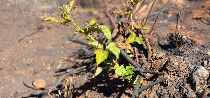 Recuperación tras incendios: restaurar la microbiota del suelo para la productividad y el bienestar