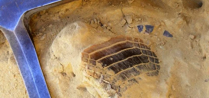 Científico local es parte de trabajo que revela declive histórico en diversidad de tiburones y rayas