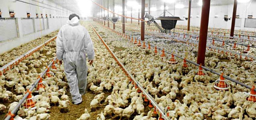 SAG confirma dos casos de influenza aviar H5N1 en aves de traspatio de la región de O’Higgins