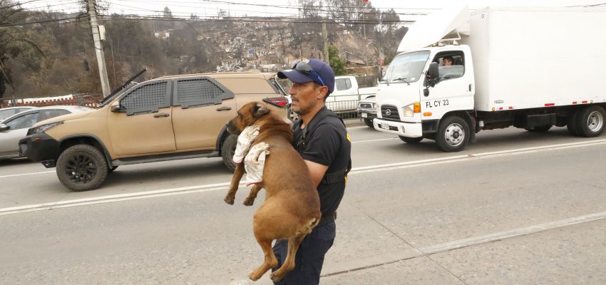 Identifican al menos 463 mascotas todavía extraviadas en la zona afectada por el megaincendio