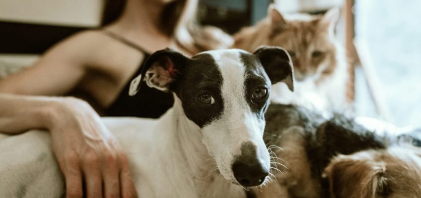 “Aerovet”: innovación médica al servicio de los animales que surge con el respaldo de IncubaUdeC