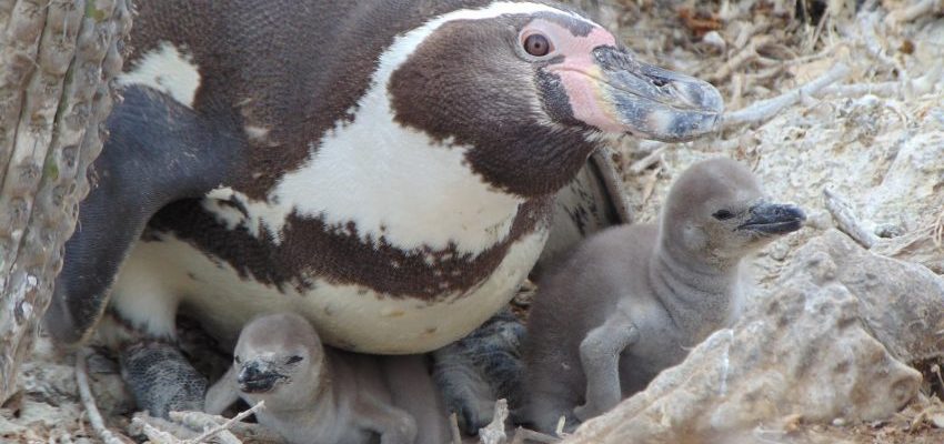 Preocupación en Biobío ante retiro de decretos ambientales de Contraloría por parte del Gobierno