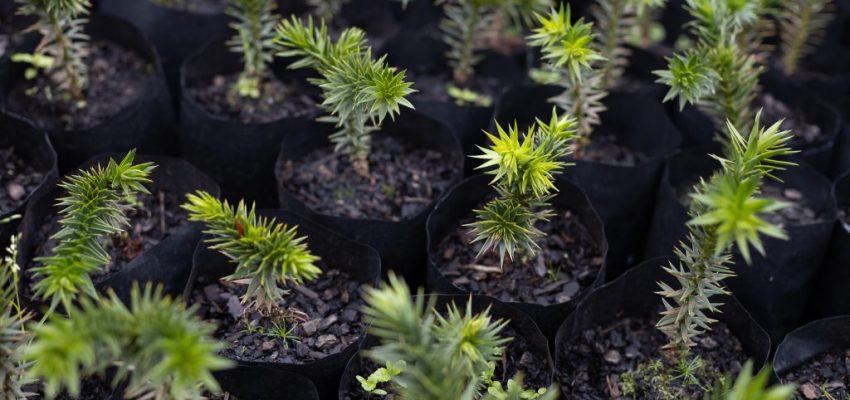 Ciencias Forestales UdeC entregará árboles nativos por Día del Ingeniero Forestal