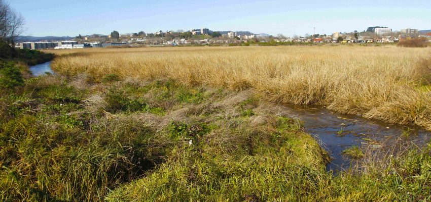 Construcción de edificios en Humedal Paicaví reabre choque entre urgencia habitacional y cuidado de humedales