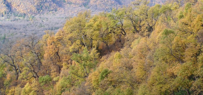 Lanzan concurso para fortalecer la conservación y manejo del bosque nativo