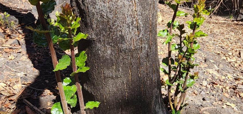 Rebrotes de especies nativas marcan primeras señales de recuperación postincendio en Penco