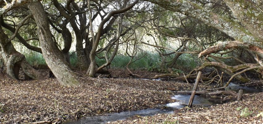 Suelos en riesgo: conflicto ambiental y urbano en Hualpén