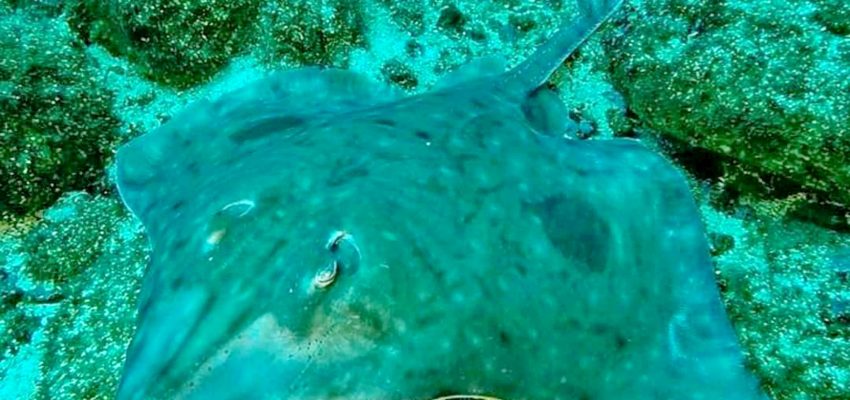 Estudio local proyecta desplazamiento de la endémica raya volantín a causa del cambio climático