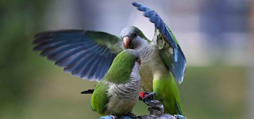 Mascotas y animales exóticos en Concepción: cómo impacta su presencia en los ecosistemas