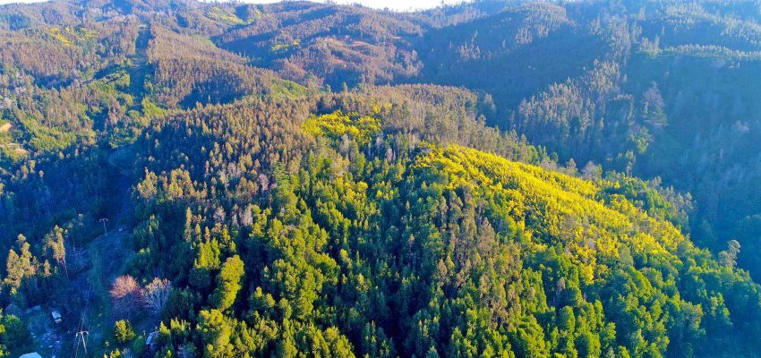 Tras incendio forestal: iniciarán plan de reforestación del Parque Nacional Nonguén