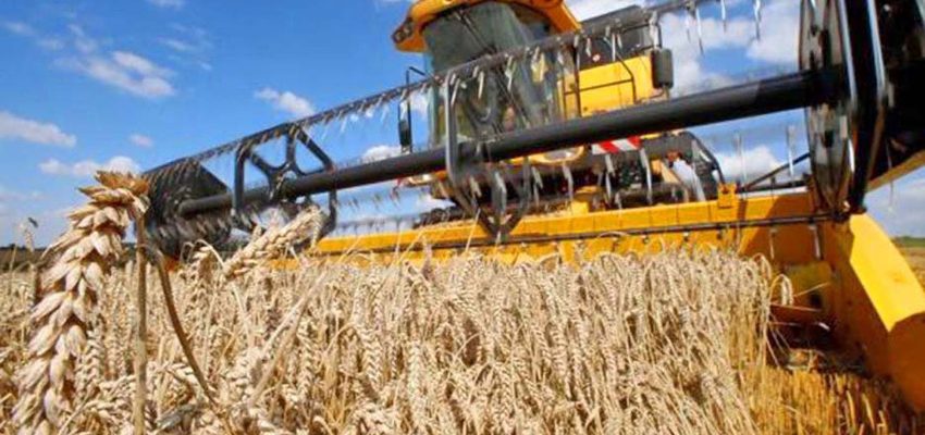 Molienda de trigo en Biobío cae 10,6% en marzo y reduce su aporte nacional