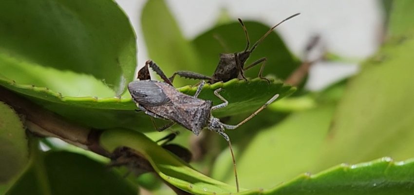 Explorarán uso de ecología química para enfrentar plagas emergentes en huertos orgánicos de arándanos