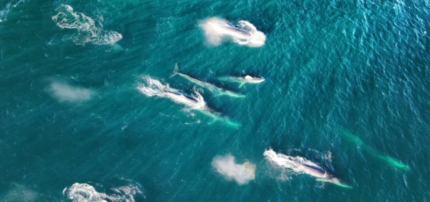 “Fue un sueño”: pescador del Biobío grabó desde un dron a siete ballenas fin