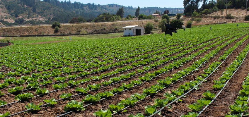Minagri transfiere más de $1.324 millones en apoyo a agricultores del Biobío ante alza de precios en insumos