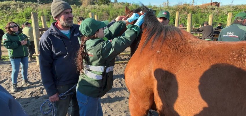 Realizan operativo a caballos para prevenir la Anemia Infecciosa Equina en Biobío