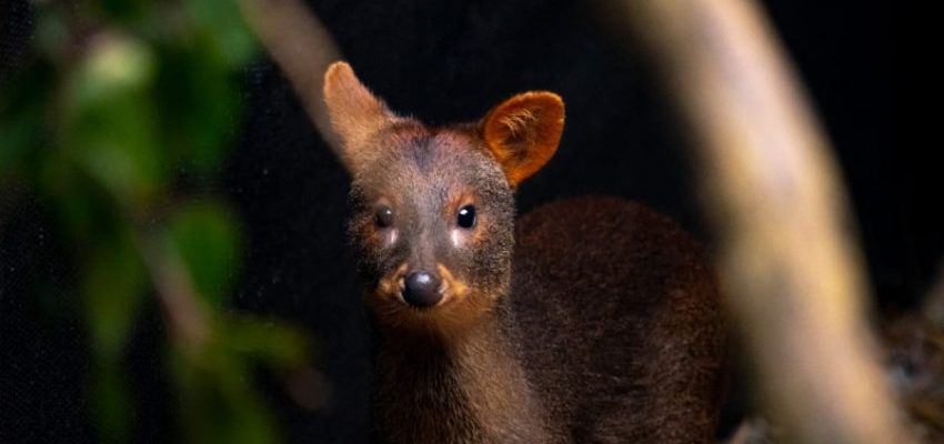 SAG libera fauna silvestre rehabilitada en Biobío tras aumento de rescates