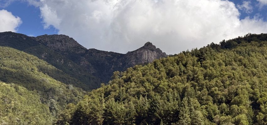 Emergencia en Antuco: incendio forestal activa proceso de evacuación en Alto Rucue