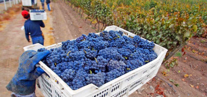 Impulsan Sello de Origen para proteger la histórica uva Corinto del Itata