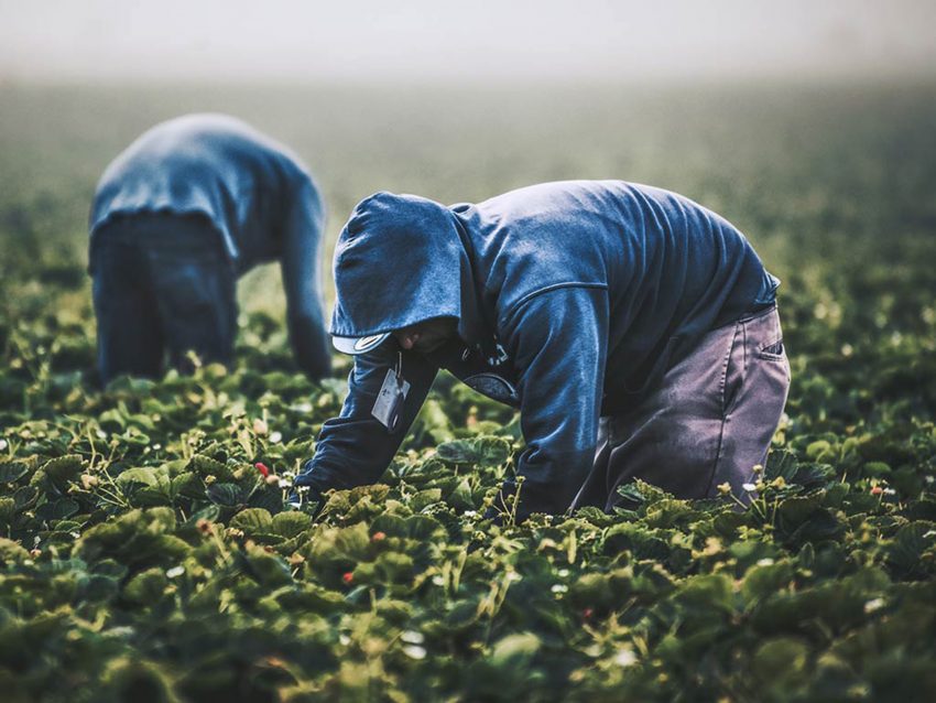 Gobierno impulsa cambios para facilitar la contratación de trabajadores agrícolas de temporada