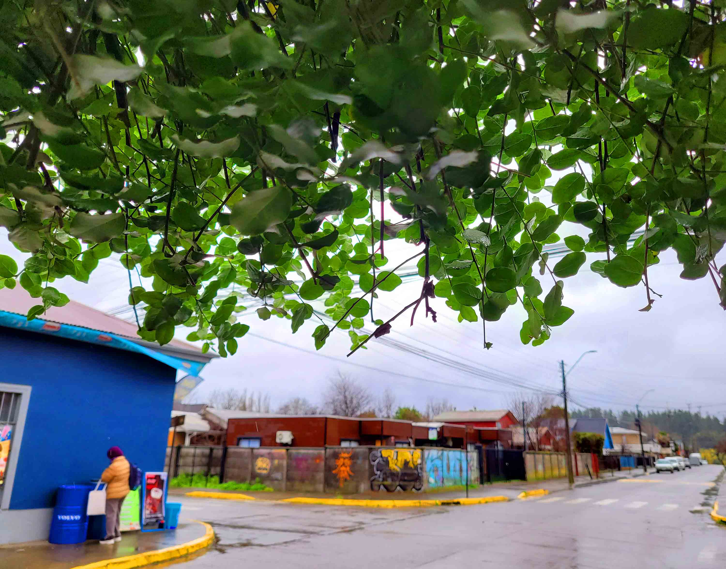Hualqui y Arauco en máxima alerta por desbordes de ríos